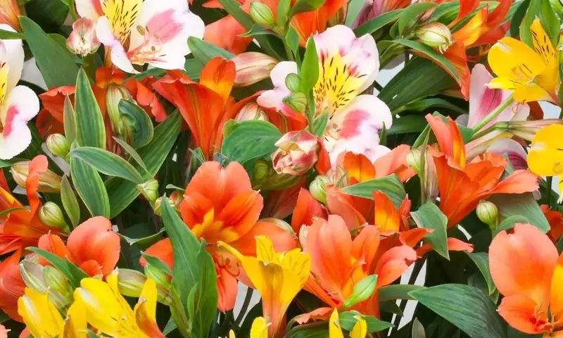 Guía Completa para el Cuidado de la Alstroemeria: Belleza Duradera en tu Hogar