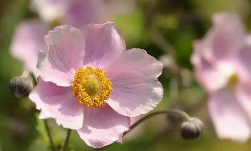 Anémona: La Fascinante Flor del Viento y sus Secretos