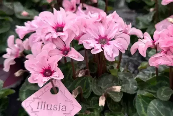 El Ciclamen Illusia: Una Revolución Floral con Pétalos que Miran al Cielo