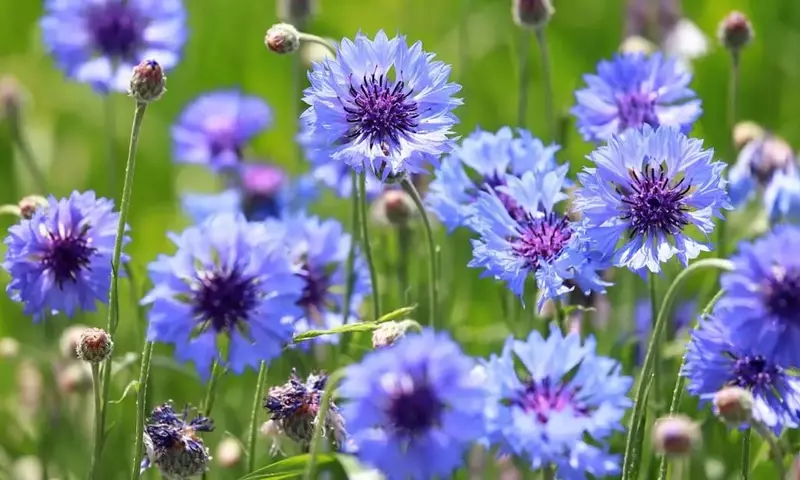 Centaurea Cyanus: Una Flor con Múltiples Usos y Beneficios
