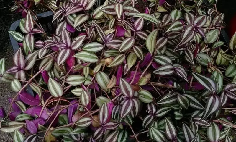 Descubriendo los Secretos de la Tradescantia: La Planta del Amor de Hombre