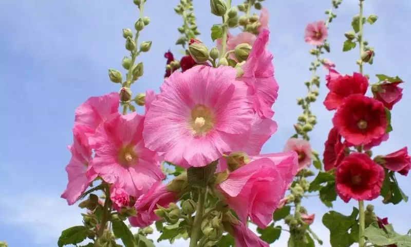 La Malva Real: Belleza, Historia y Cuidado en tu Jardín