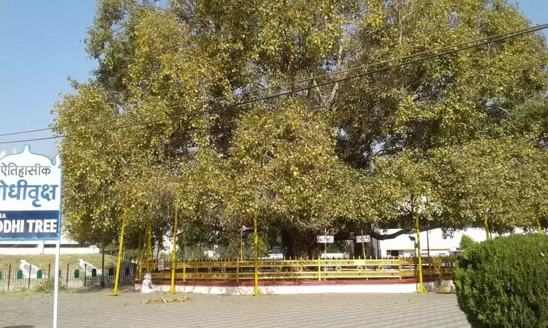 El Sagrado Ficus Religiosa: Historia y Características del Árbol Bodhi
