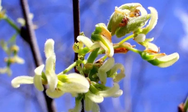 El Almez: Un Árbol Versátil y Medicinal