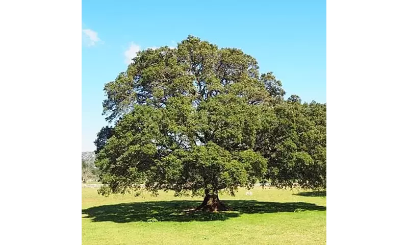 El Alcanforero: Un Árbol Emblemático con Múltiples Usos