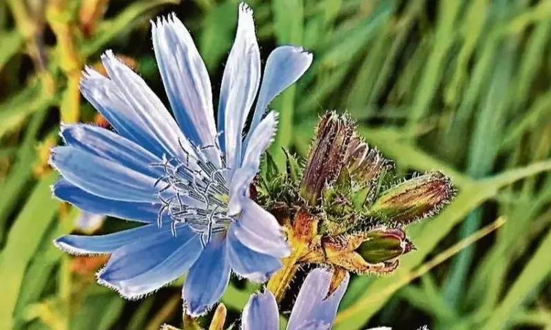 Descubriendo la Achicoria Silvestre: Usos, Beneficios y Tradiciones