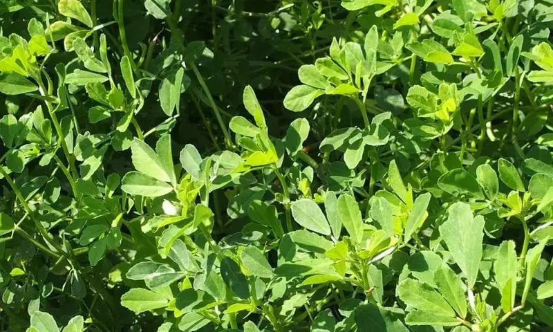Fenogreco: Una Planta Milenaria con Múltiples Aplicaciones