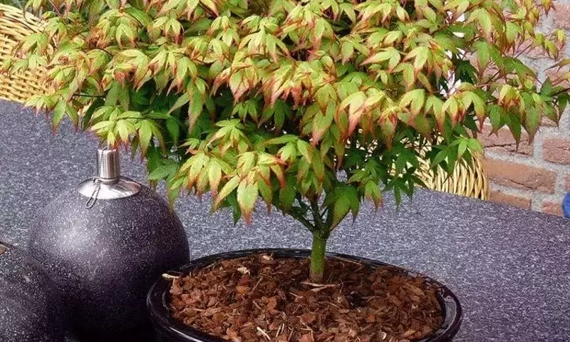 Guía Definitiva para el Cultivo de Árboles en Balcones: Especies Ideales y Cuidados Esenciales