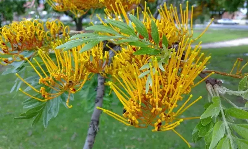 Árboles de Sombra de Rápido Desarrollo: Guía Esencial para un Jardín Fresco