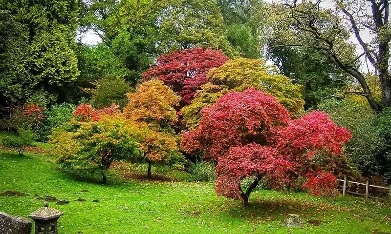 Árboles Exquisitos para Embellecer Jardines y Espacios Urbanos