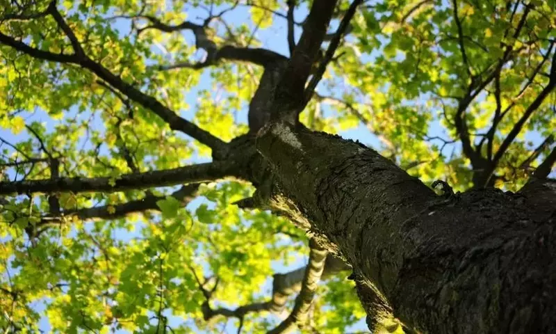 Árboles de Hoja Caduca: Soluciones Ideales para Rincones con Sombra en Tu Jardín