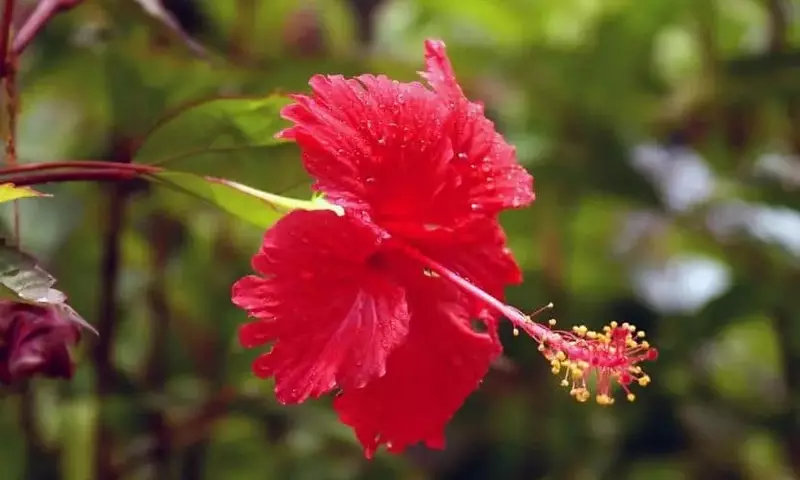 Arbustos Florales Exuberantes: Una Guía para Embellecer su Jardín
