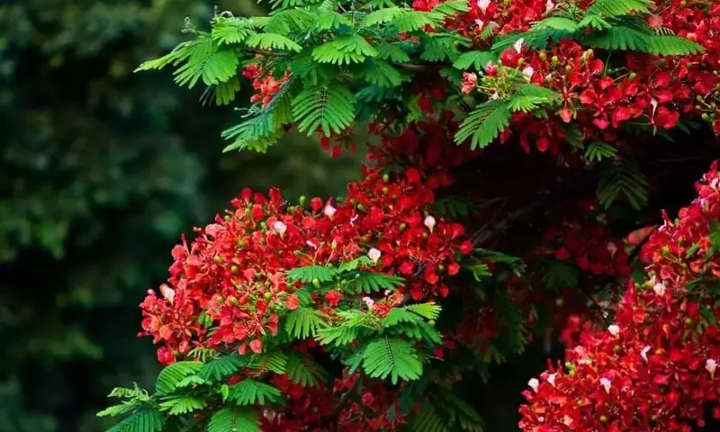 Un Vistazo Profundo a los Árboles Ornamentales Esenciales para Embellecer su Jardín