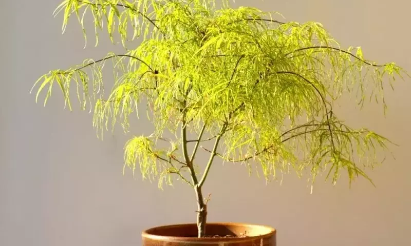 Cinco Árboles Ideales para Cultivar en Macetas