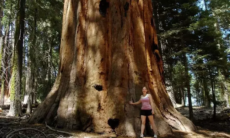 Los Titanes del Reino Vegetal: Un Viaje por los Árboles Más Colosales
