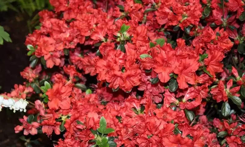 Arbustos Ideales para Jardines con Suelo Ácido