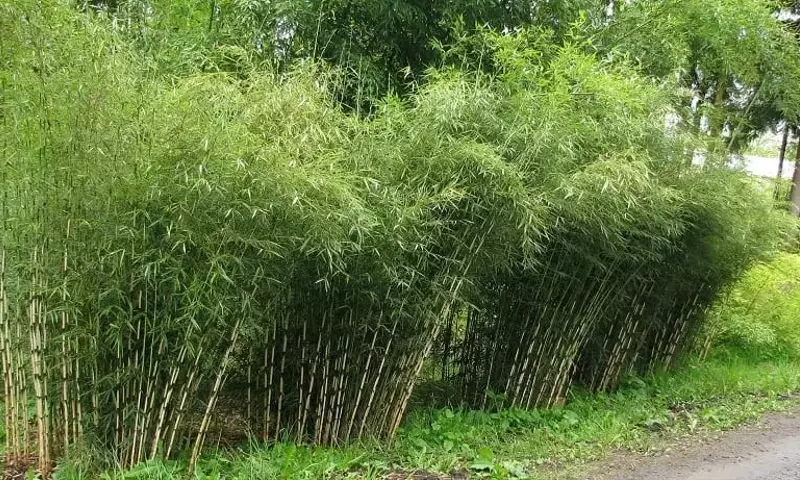 Bambú Fargesia: Elegancia y Resistencia en su Jardín