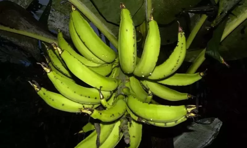 Guía Completa del Cultivo del Banano: Desde la Siembra hasta la Cosecha y sus Usos
