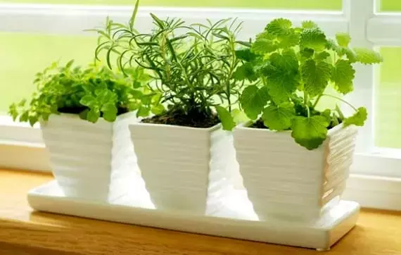 Guía Completa para el Cultivo de Plantas Aromáticas en Octubre