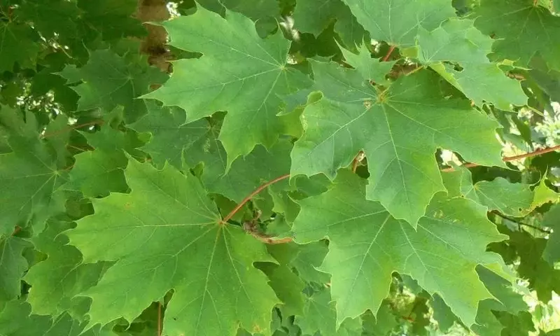Descubriendo el Arce Real: Una Joya para su Jardín