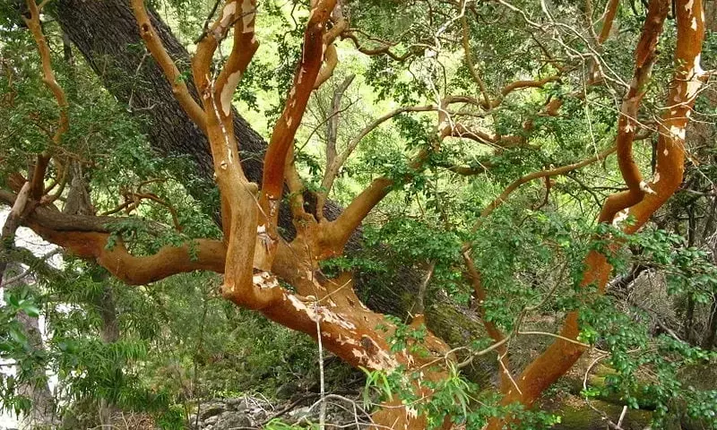 El Arrayán: Un Tesoro Botánico con Múltiples Virtudes