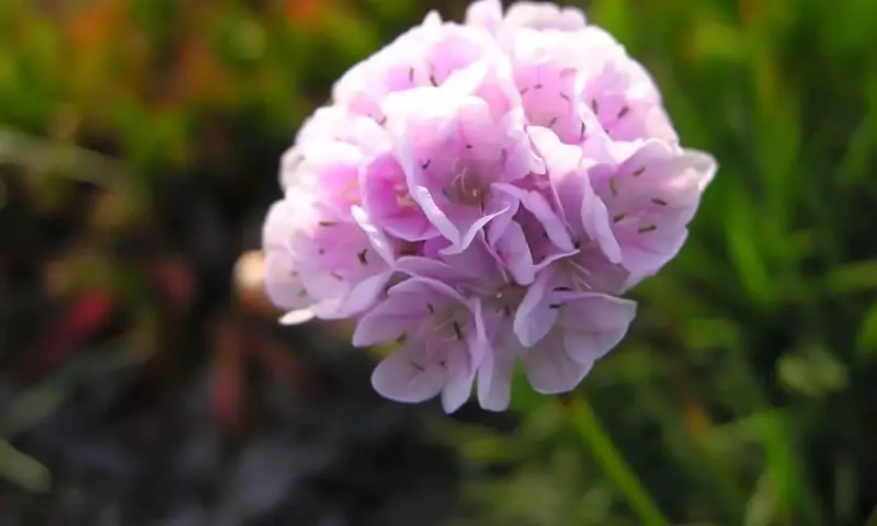 Armeria Maritima: La Resiliente Flor Costera que Embellece tu Jardín