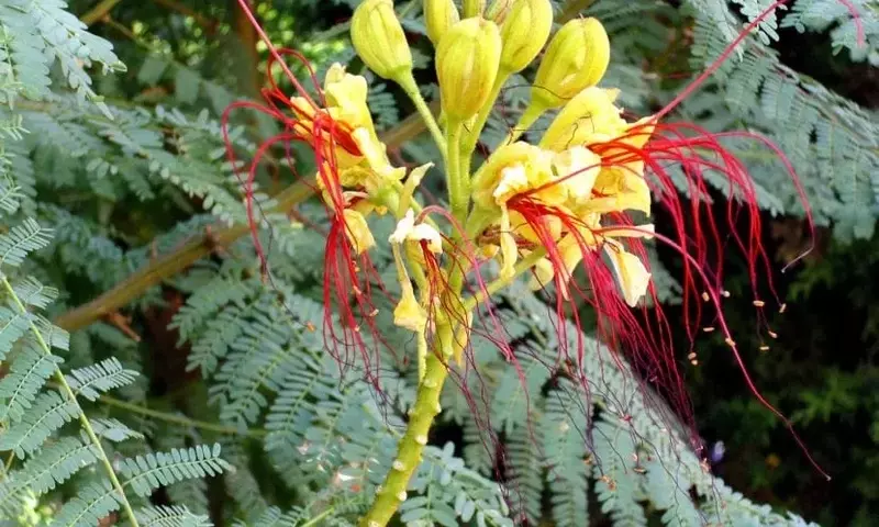 La Fascinante Caesalpinia gilliesii: Una Guía Completa de Cuidados y Belleza