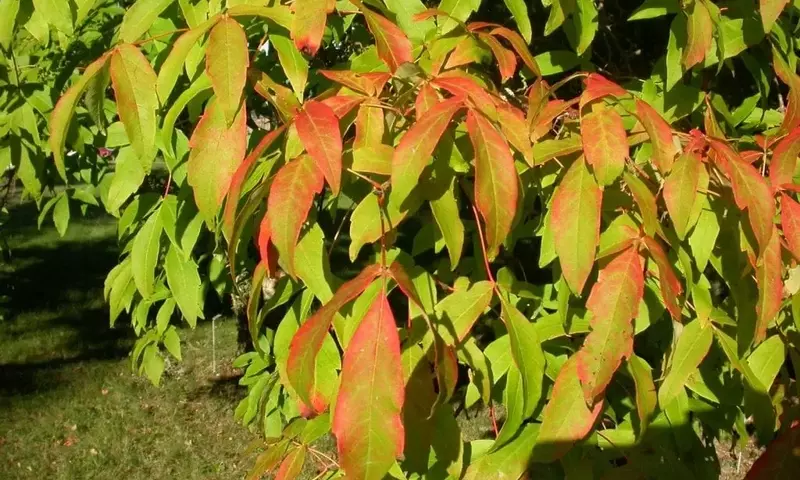 Descubre el Acer triflorum: El Arce de Tres Flores que Embellecerá tu Jardín