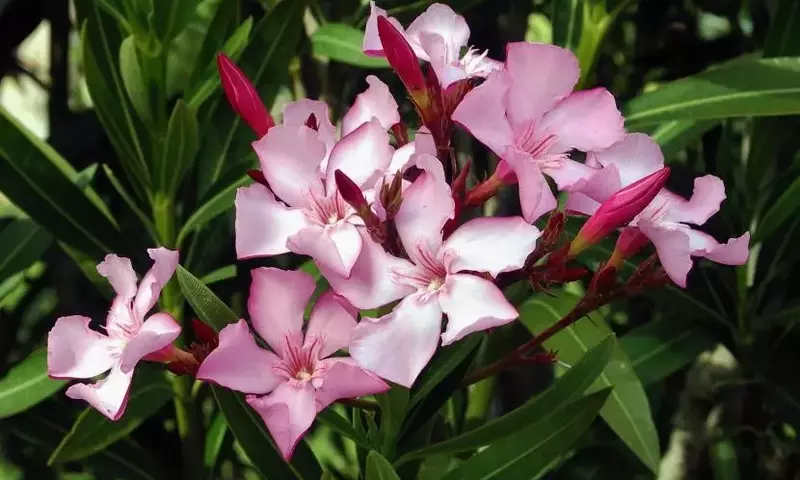Arbustos Ideales para Jardines de Clima Seco: Belleza y Resistencia