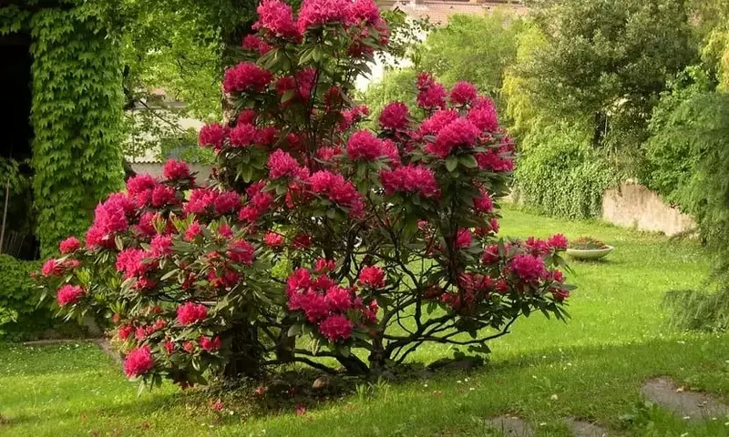 Arbustos Resistentes para Jardines de Invierno