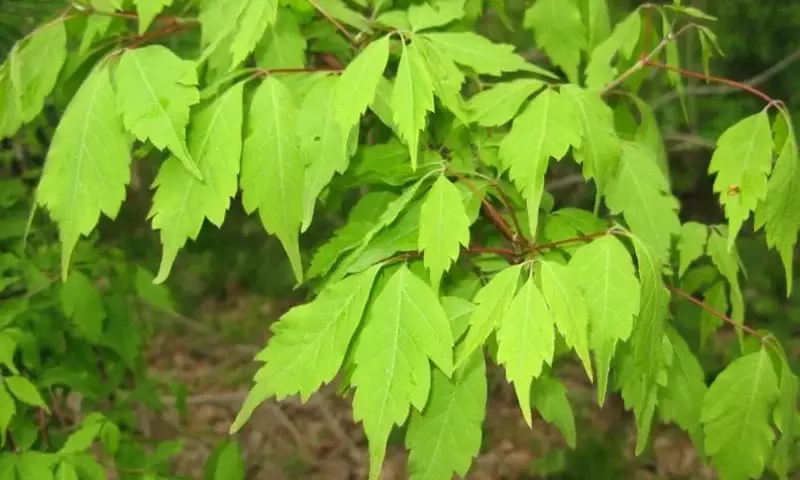 Descubriendo el Acer Cissifolium: Un Árbol Excepcional para Climas Templados