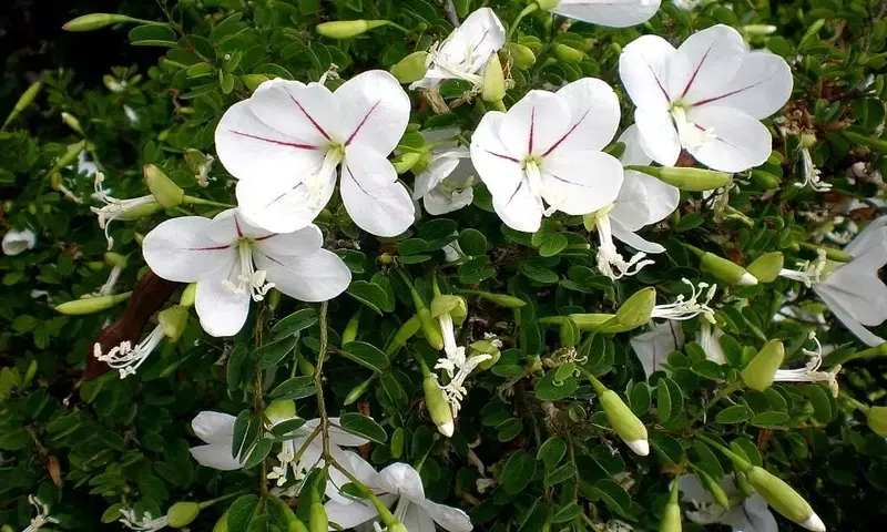 La Bauhinia Natalensis: Una Joya Botánica Poco Conocida