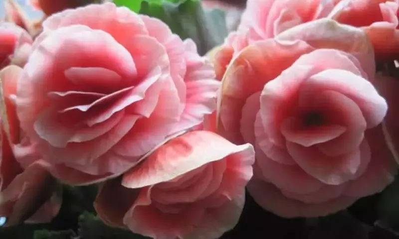 Guía Completa para el Cultivo y Cuidado de las Begonias