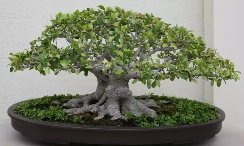 Guía Definitiva para el Cultivo Exitoso del Bonsái Ficus Microcarpa
