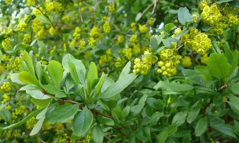 El Agracejo Común: Una Joya Botánica para tu Jardín