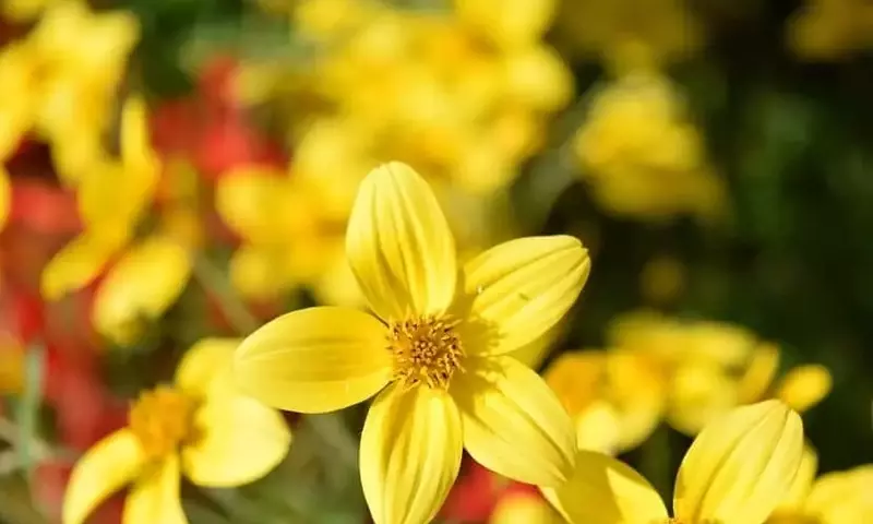 Descubriendo la Bidens Ferulifolia: La Resiliente Verbena Amarilla