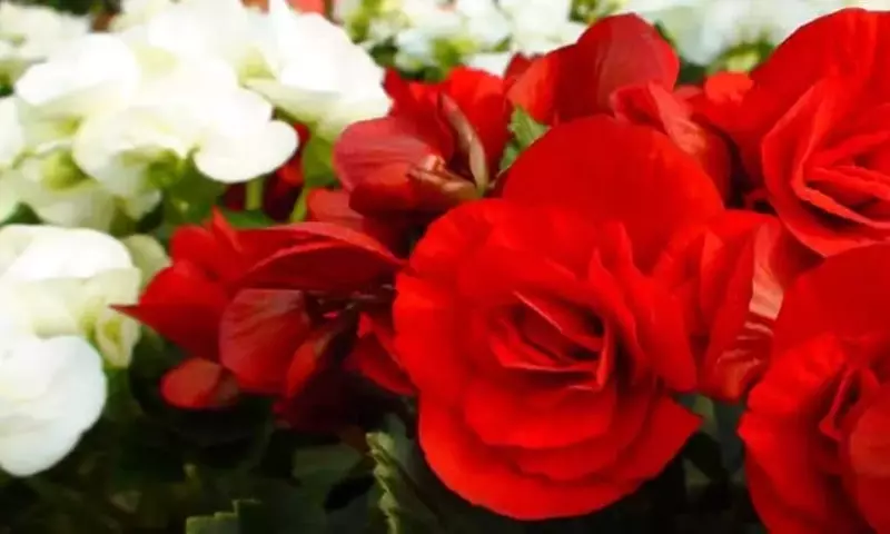 Secretos para el Cultivo Exitoso de Begonias en el Hogar