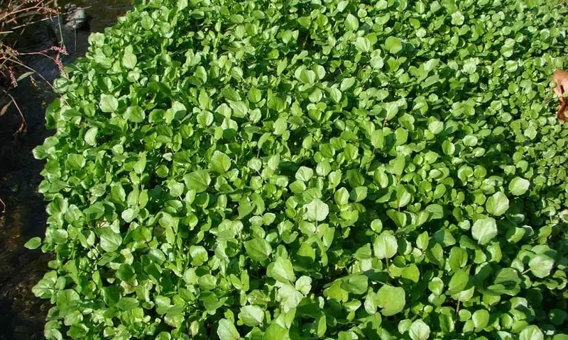 Guía Completa para el Cultivo y Cuidado del Berro de Agua (Nasturtium officinale)