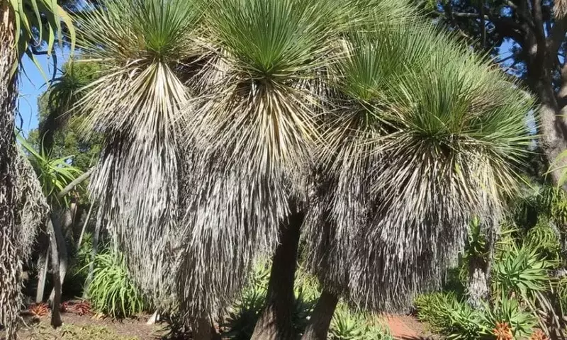 La Beaucarnea: Un Tesoro Botánico de Resistencia y Elegancia
