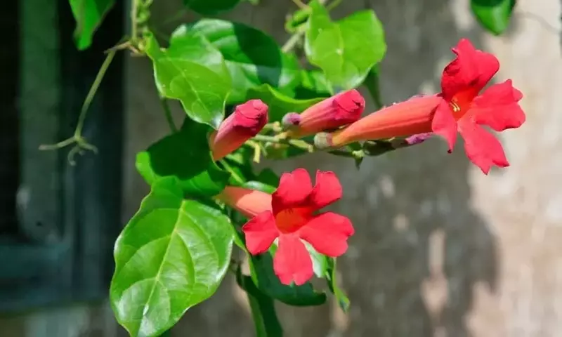 Descubriendo la Diversidad y Belleza de las Bignonias: Guía Completa para su Cultivo