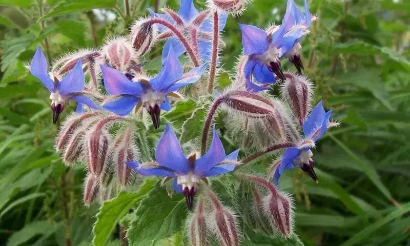 Borraja: Un Tesoro Versátil para tu Jardín y Salud