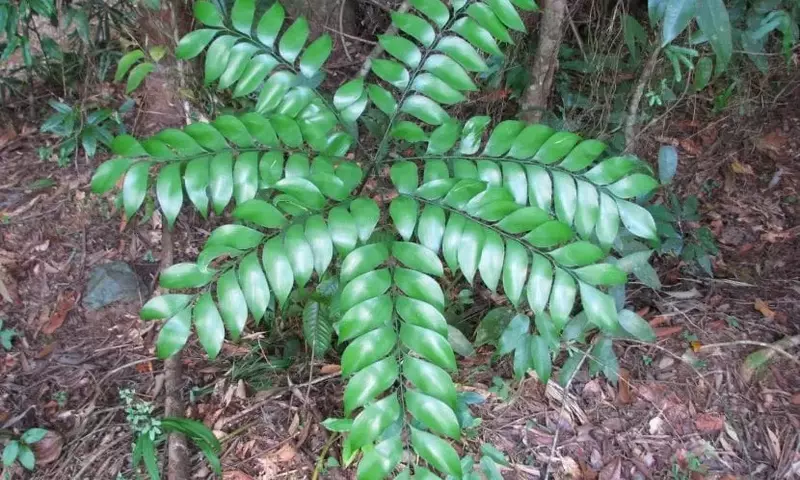 Bowenia: Una Planta Ancestral con Encanto Exótico