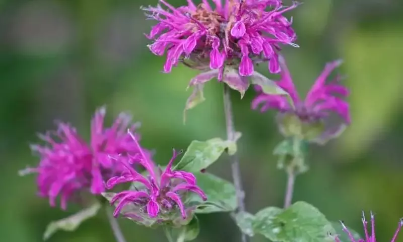 Monarda Didyma: La Planta Aromática para el Hogar y la Gastronomía