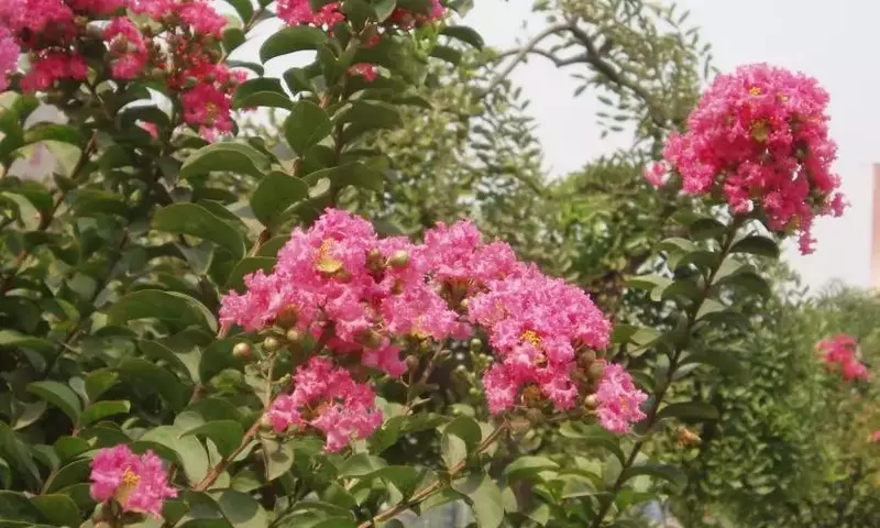 Descubre el Árbol de Júpiter: Un Esplendor Ornamental para tu Jardín