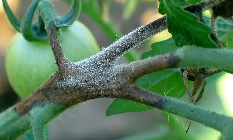 La Botrytis: Amenaza Silenciosa en Cultivos de Tomate