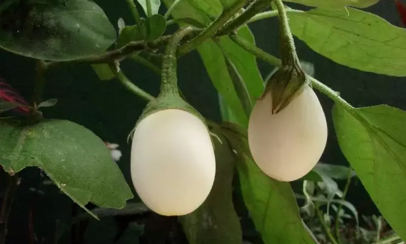 Descubriendo el Cultivo de la Berenjena Blanca: Una Hortaliza Rescatada