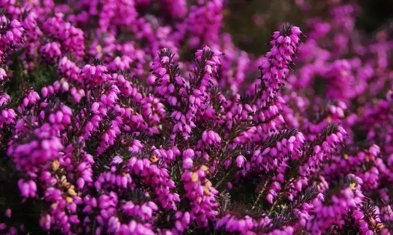 Descubriendo la Calluna: Un Subarbusto Versátil y Resiliente para tu Jardín