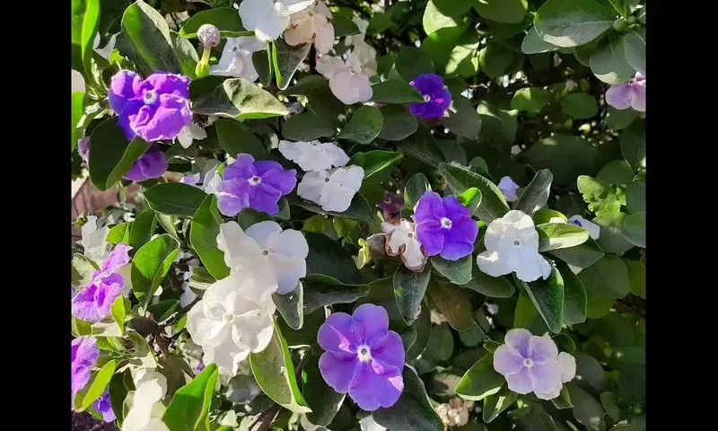 Secretos para el Cuidado Óptimo de la Brunfelsia: Una Joya Botánica en tu Hogar