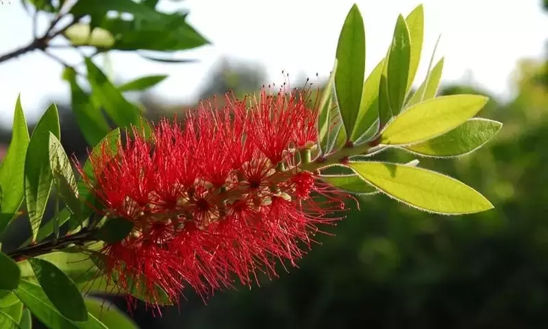 Callistemon citrinus: La Elegancia del Limpiatubos en su Jardín