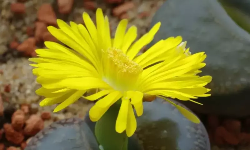 Lithops: La Fascinante Planta que Imita las Piedras